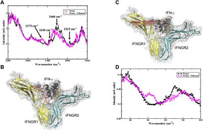 Modeling of protein hydration dynamics is supported by THz spectroscopy of highly diluted solutions